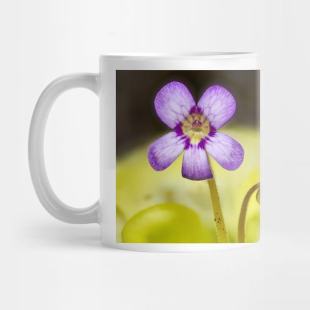 Butterwort Flower by richard49